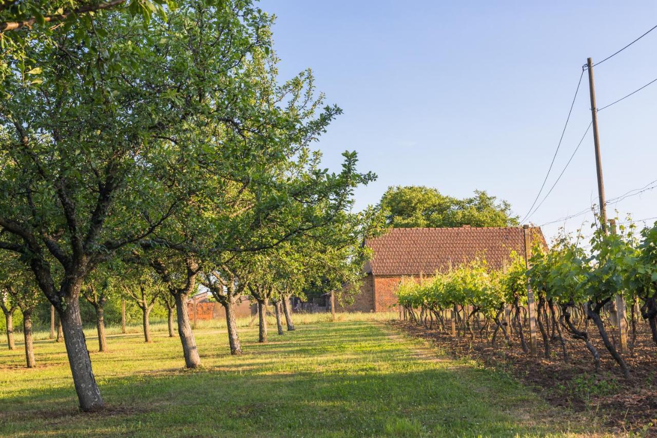 Village Wine House Mandicevac Екстериор снимка