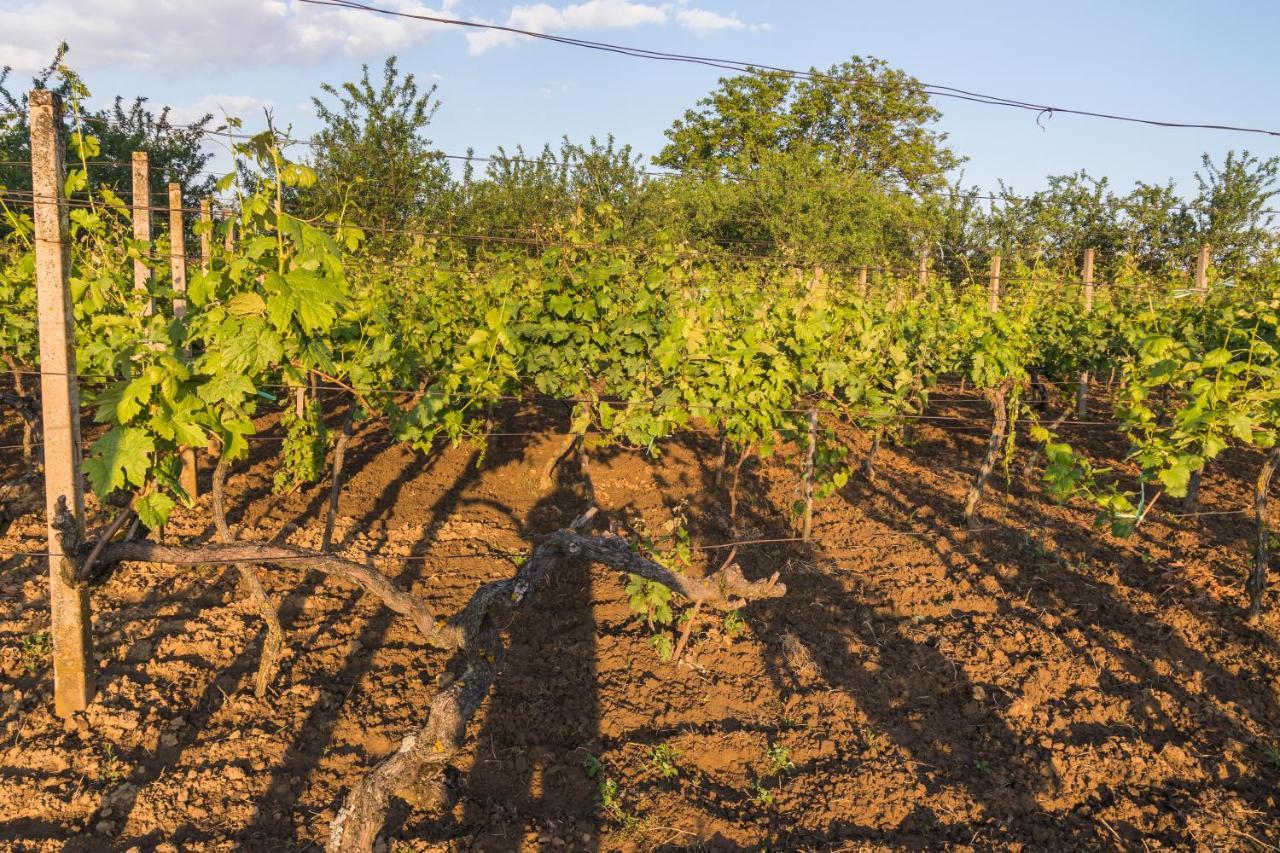 Village Wine House Mandicevac Екстериор снимка