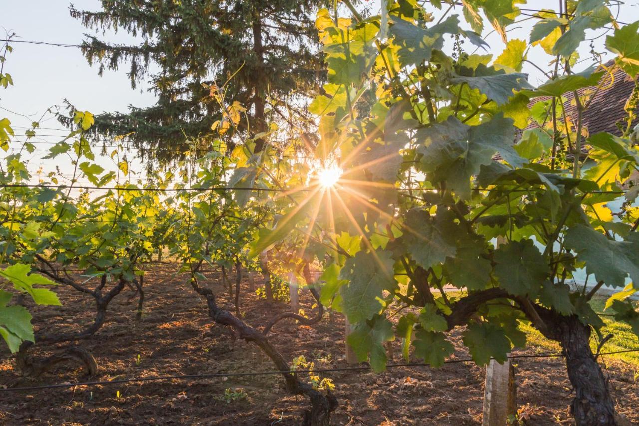 Village Wine House Mandicevac Екстериор снимка