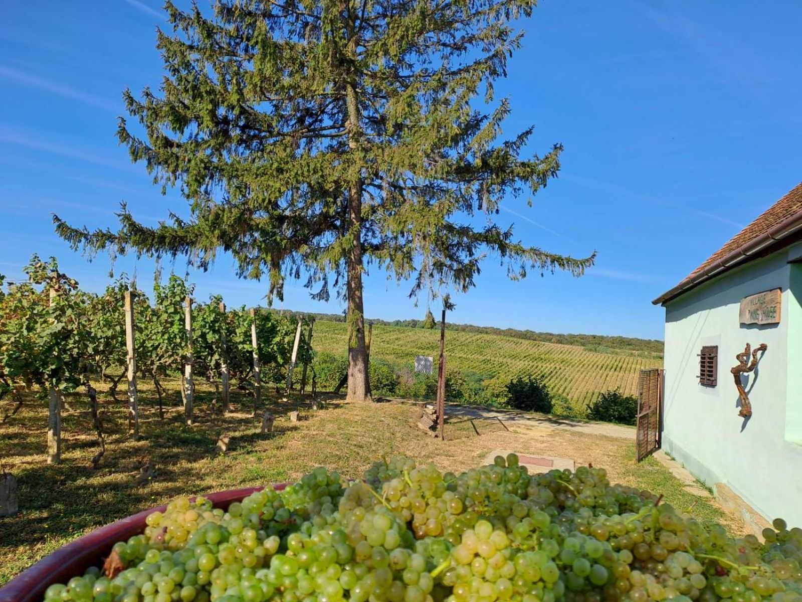 Village Wine House Mandicevac Екстериор снимка